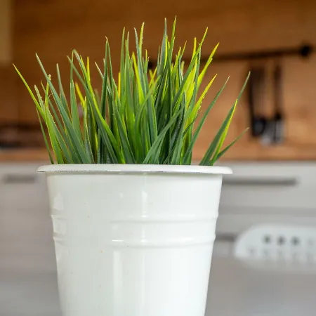 Goscinne * Болкув